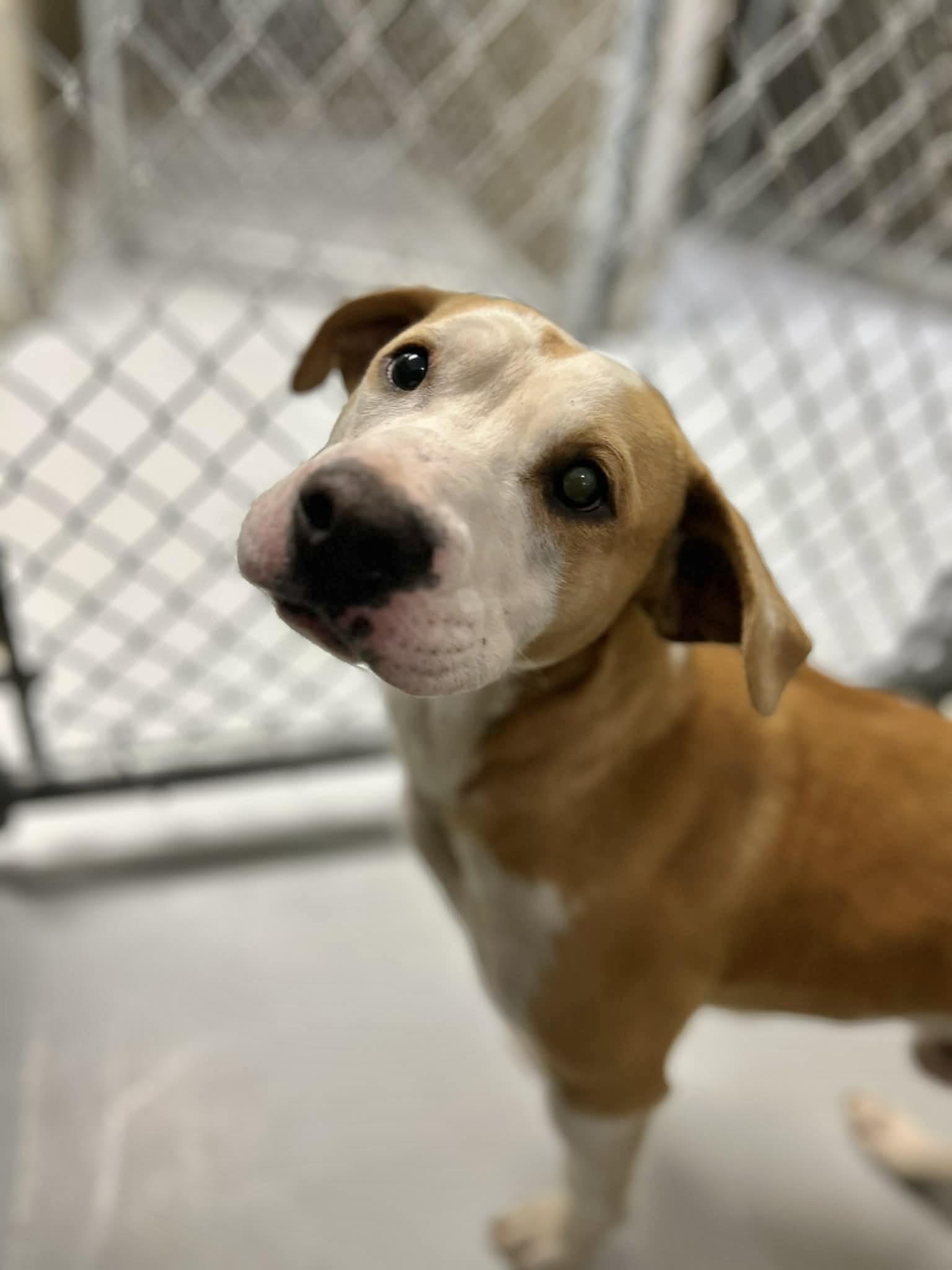 Buddy, ADOPTABLE, Adult Male Mixed Breed.