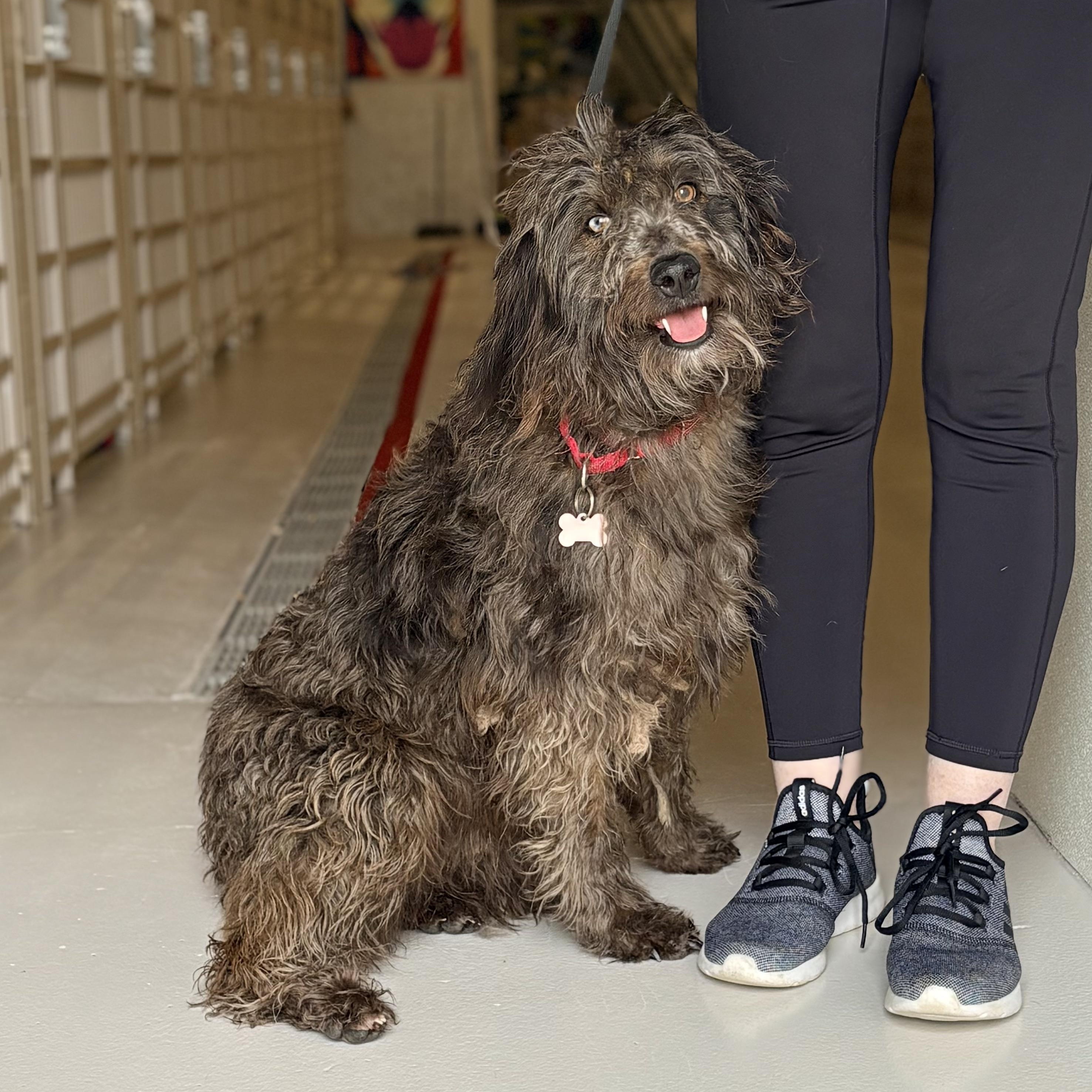 Giselle, adopted, Adult Female Labradoodle.
