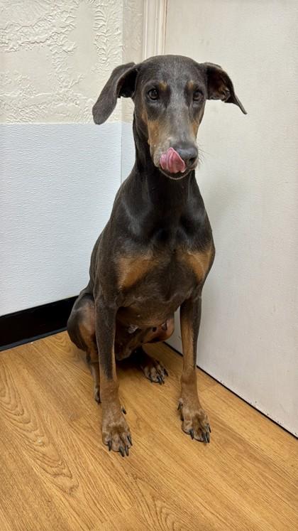Winona, Adoptable, Adult Female Mixed Breed & Mixed Breed.