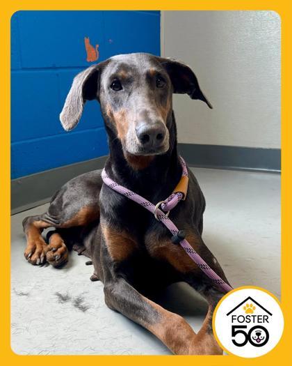 Enlarge Winona, a Adoptable mixed breed in Oklahoma City, OK image 2/3