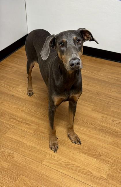 Enlarge Winona, a Adoptable mixed breed in Oklahoma City, OK image 3/3