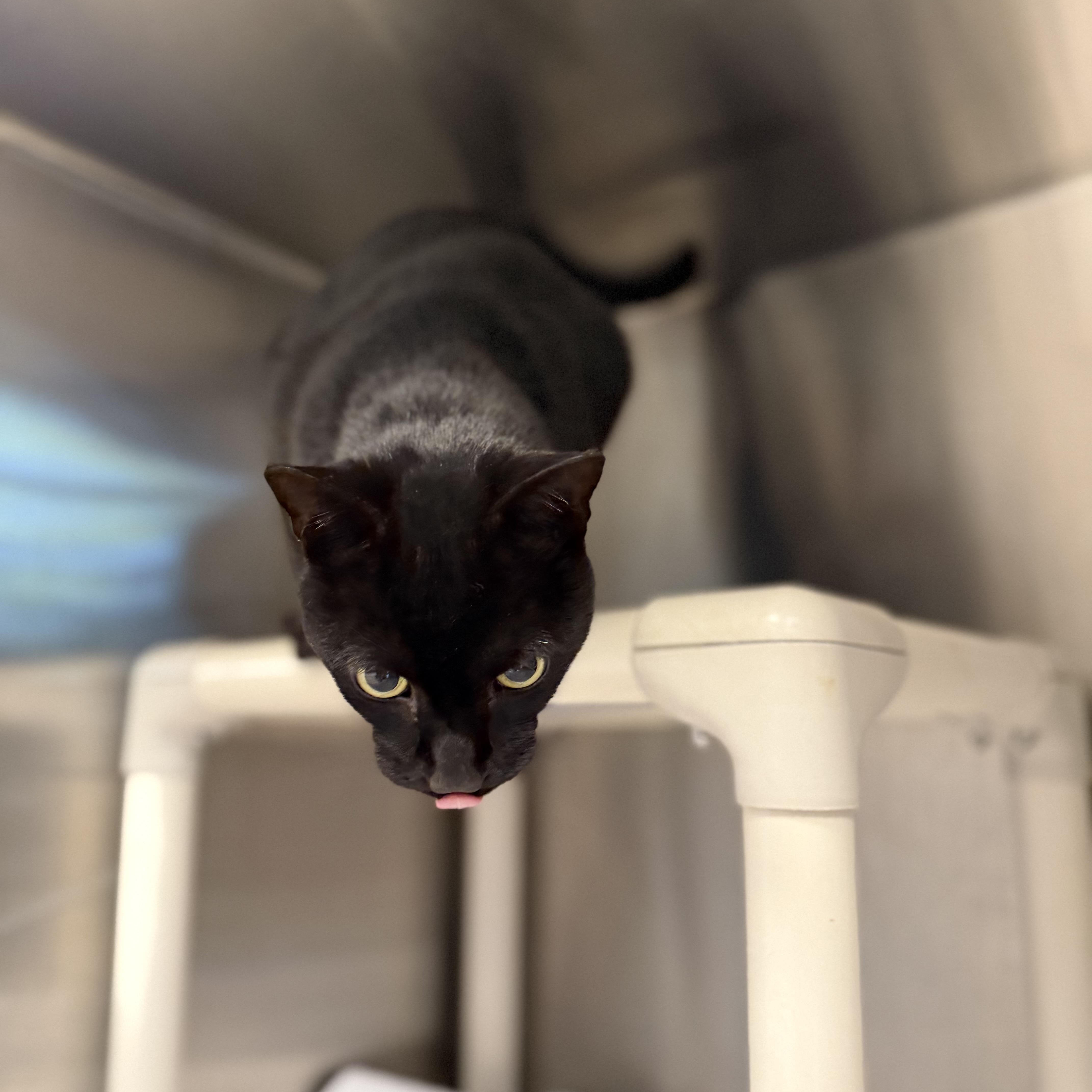 Enlarge Salem, a Adoptable Domestic Short Hair in North Providence, RI image 3/3