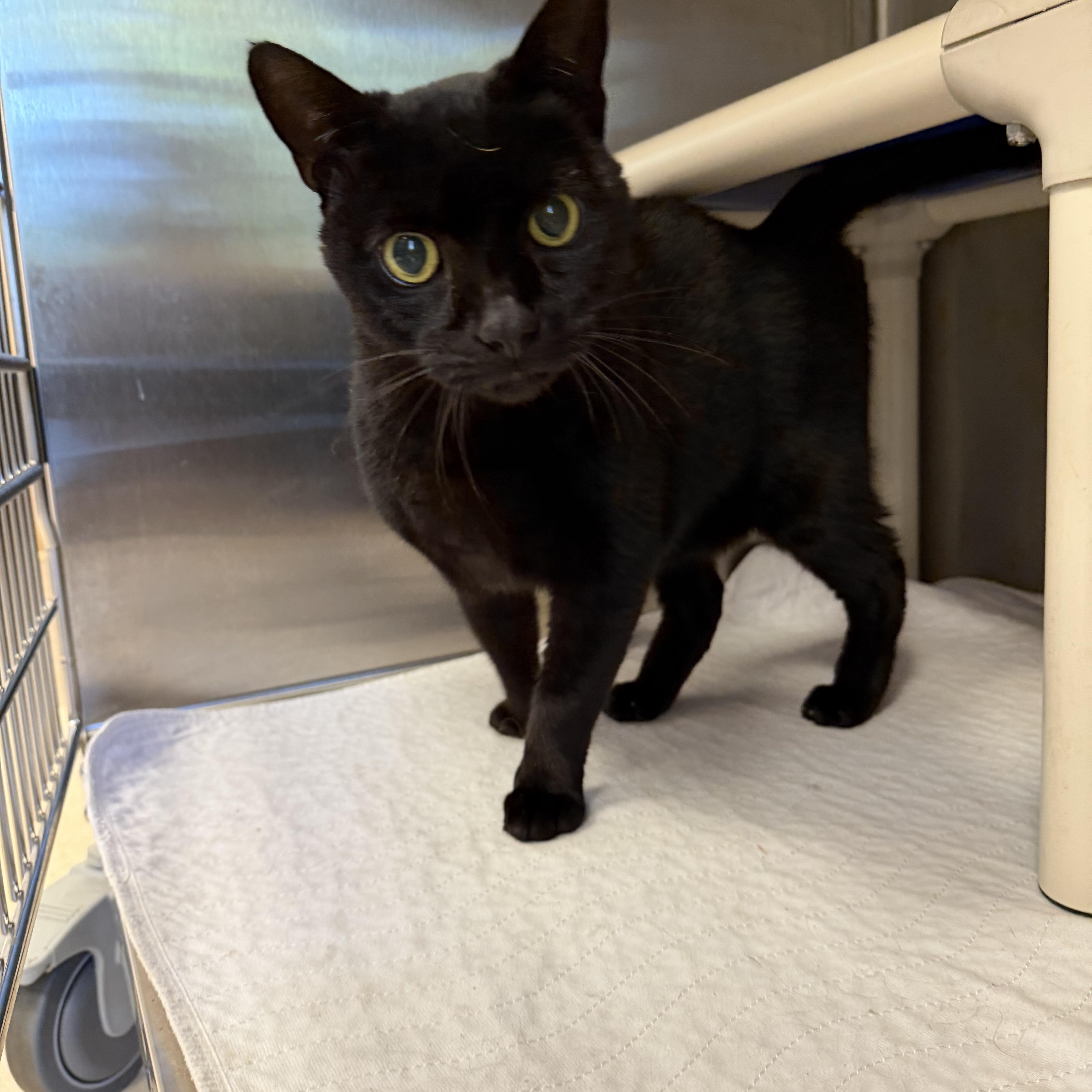 Salem, Adoptable, Adult Male Domestic Short Hair.