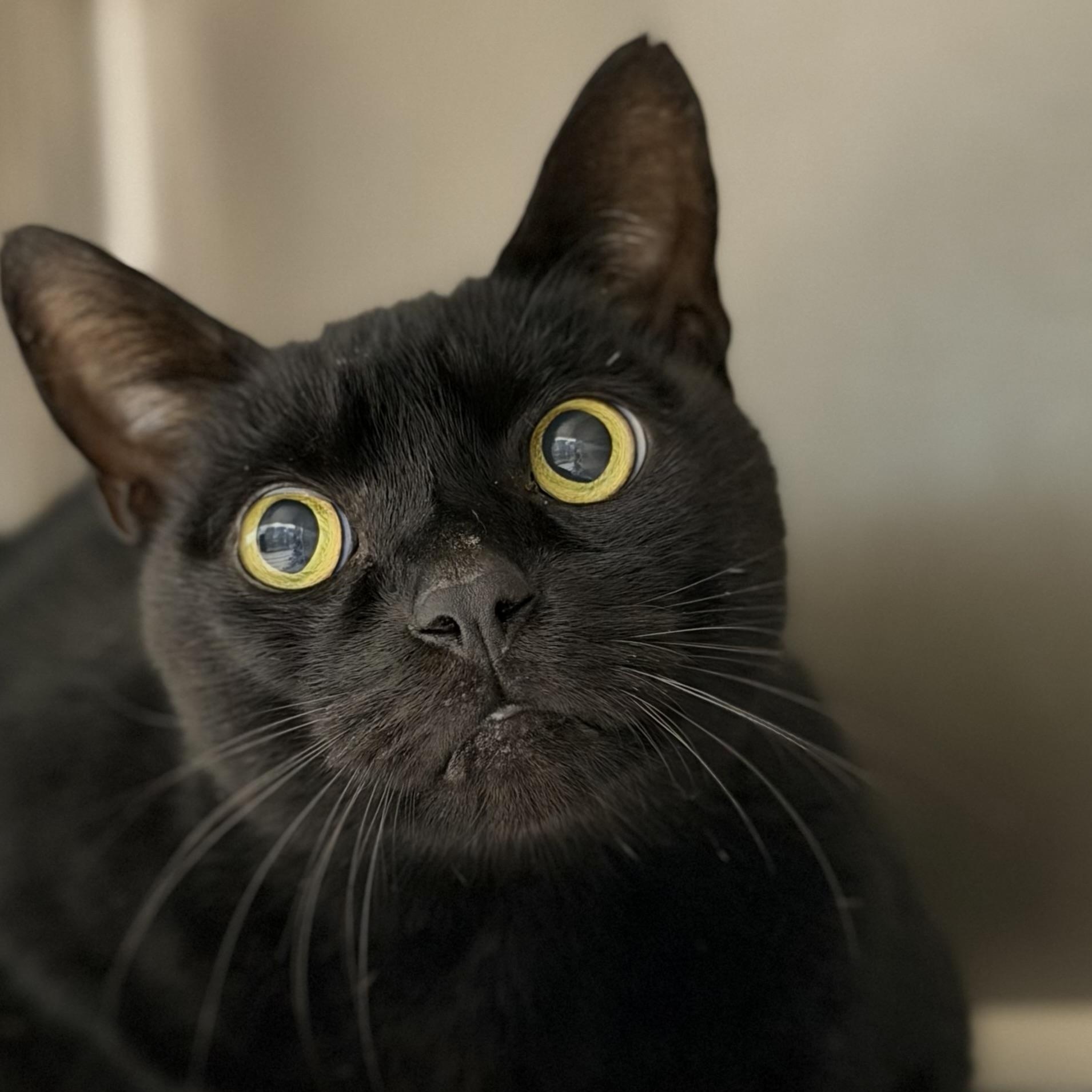 Enlarge Salem, a Adoptable Domestic Short Hair in North Providence, RI image 2/3