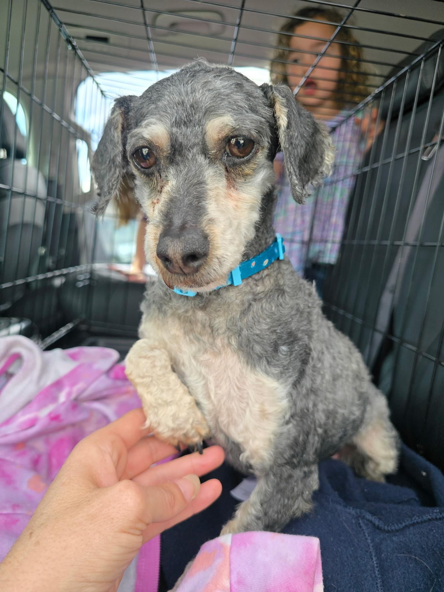 Mitzy, a ADOPTABLE Morkie in Lexington, KY image 3/3