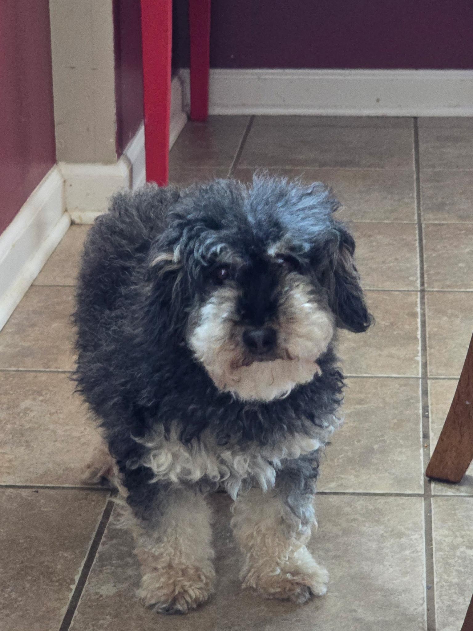 Enlarge Mitzy, a Adoptable Morkie in Lexington, KY image 1/4
