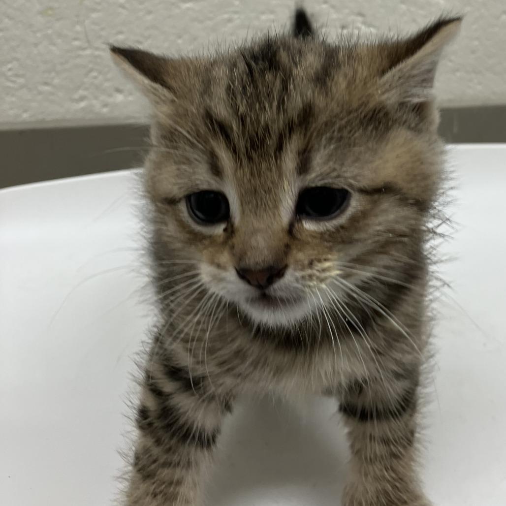 Enlarge Dippie, a Adoptable Domestic Short Hair in Grand Rapids, MI image 1/1