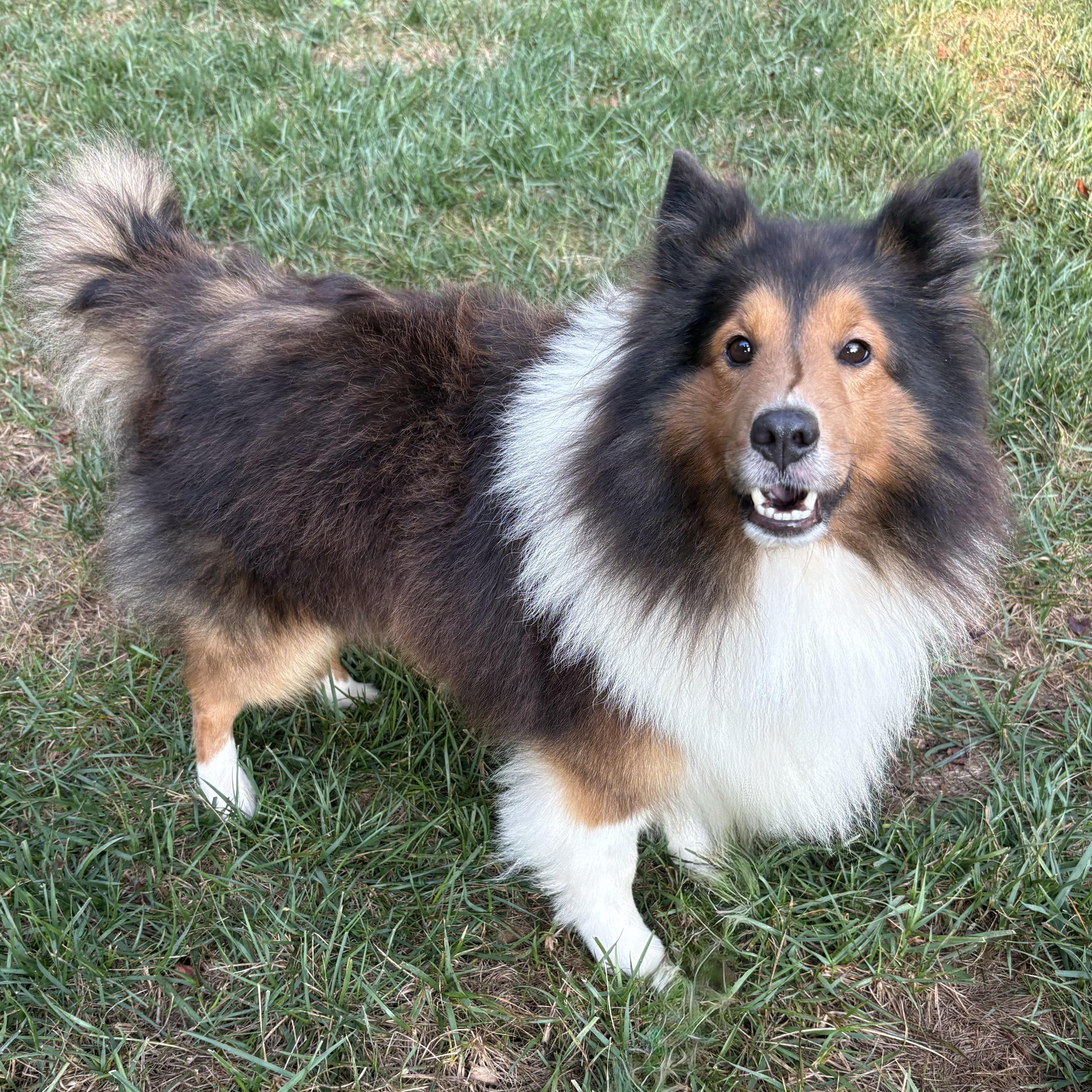 Enlarge Eli, an adoptable Shetland Sheepdog / Sheltie in Charlotte, NC image 2/5