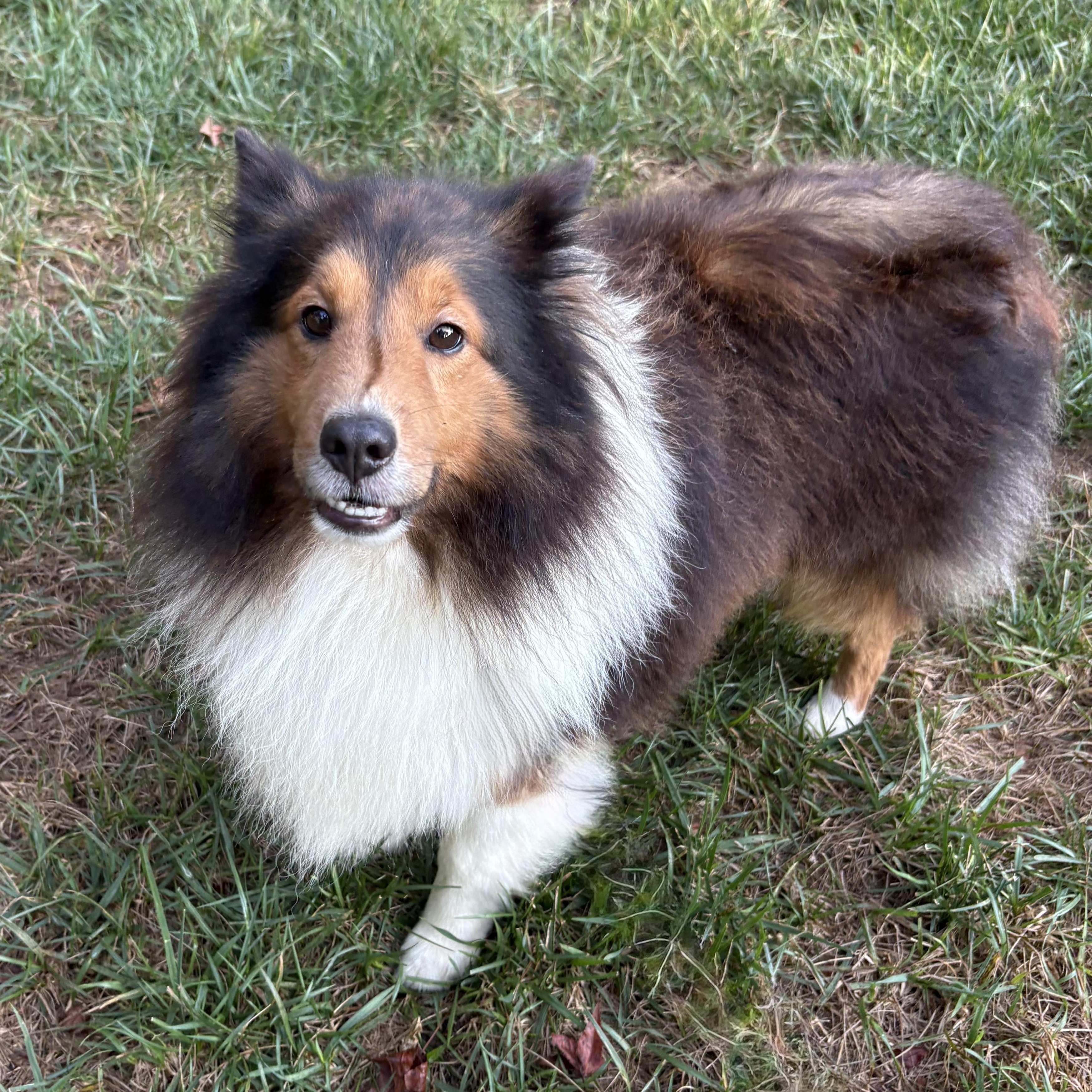 Enlarge Eli, an adoptable Shetland Sheepdog / Sheltie in Charlotte, NC image 4/5