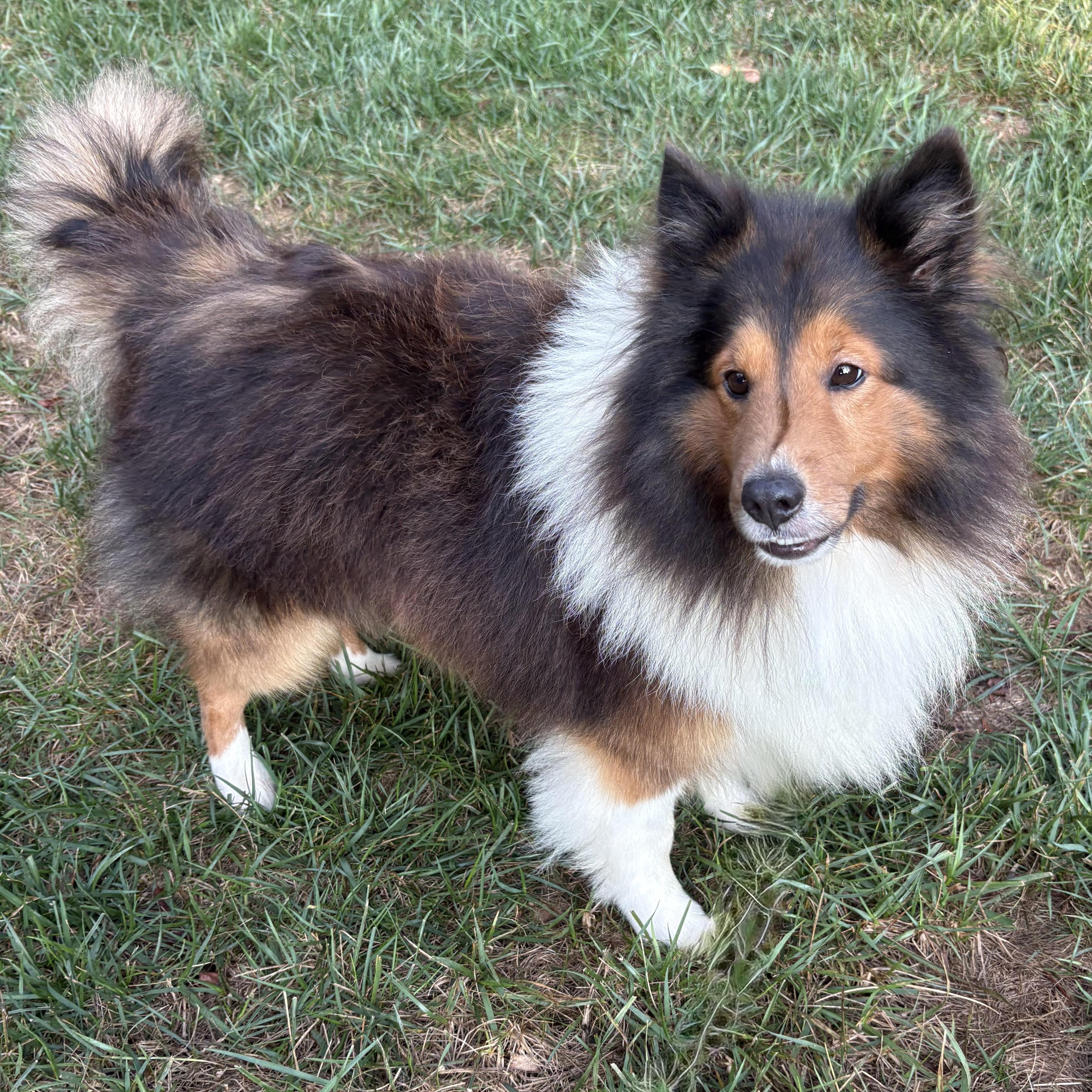 Enlarge Eli, an adoptable Shetland Sheepdog / Sheltie in Charlotte, NC image 5/5