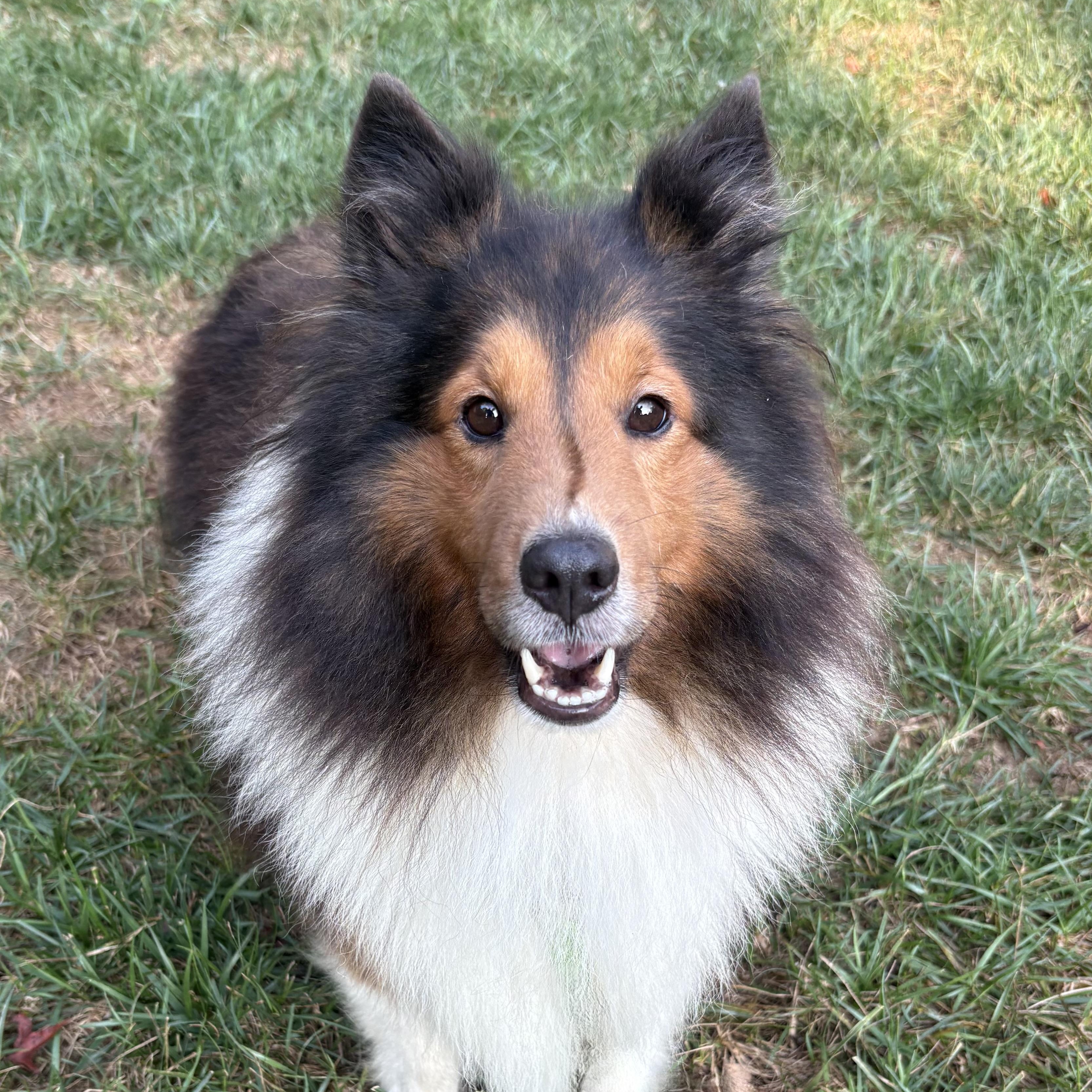 Enlarge Eli, an adoptable Shetland Sheepdog / Sheltie in Charlotte, NC image 1/5