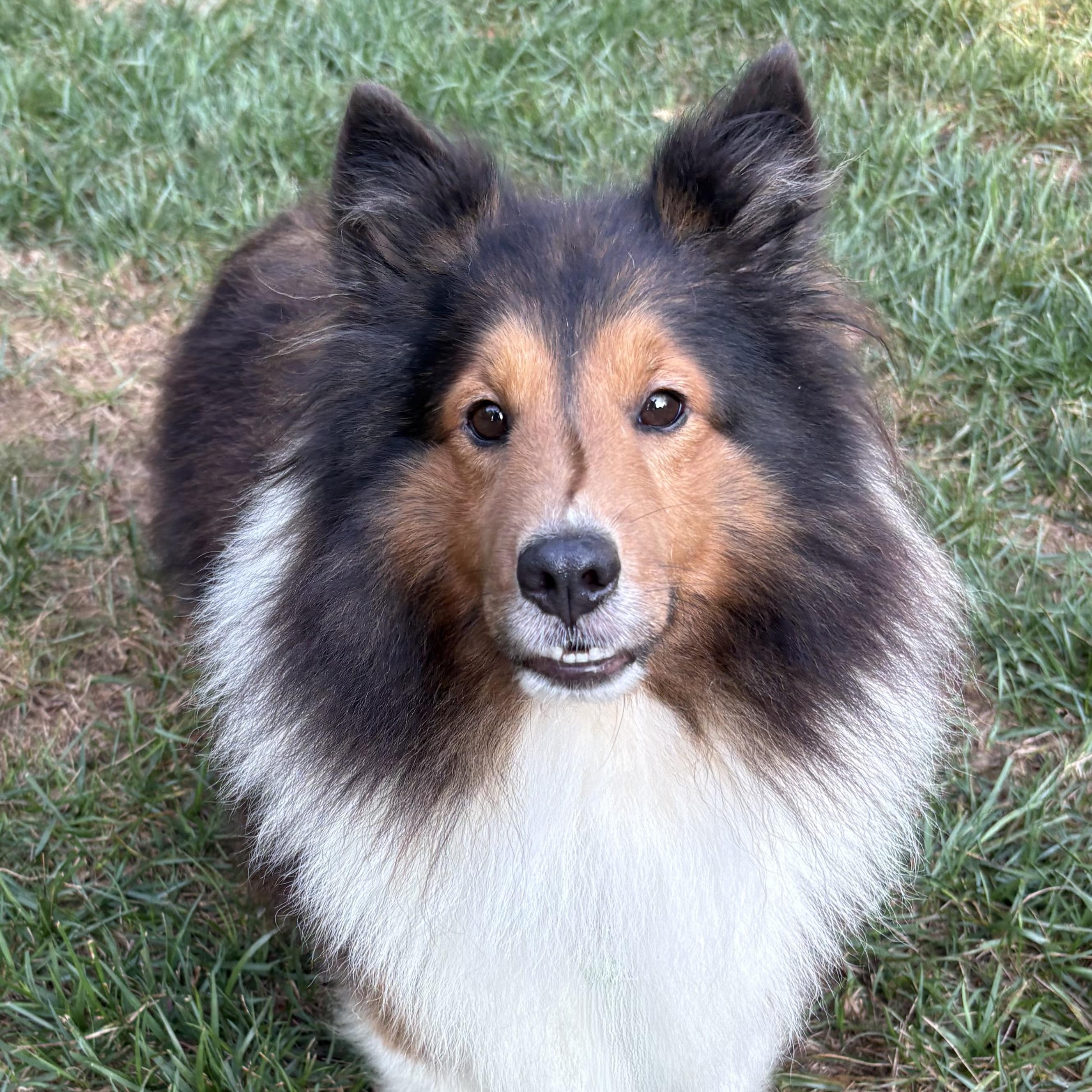 Enlarge Eli, an adoptable Shetland Sheepdog / Sheltie in Charlotte, NC image 3/5