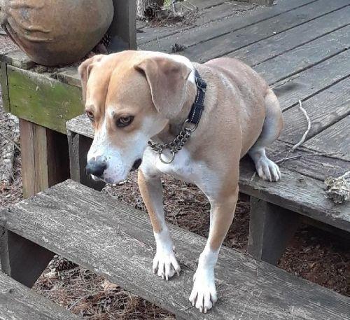 Baxter, Adopted, Young Male Labrador Retriever & Boxer.