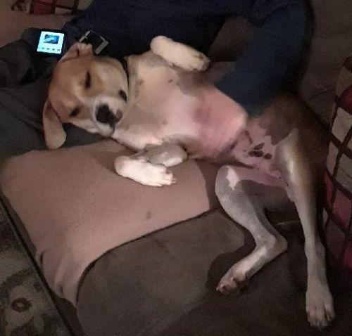 Enlarge Baxter, a Adopted mixed breed in Gillsville, GA image 2/6