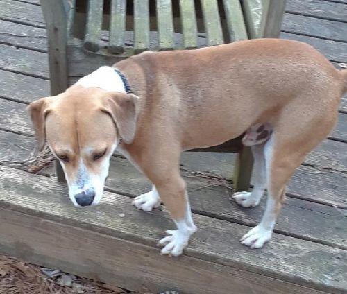 Enlarge Baxter, a Adopted mixed breed in Gillsville, GA image 5/6