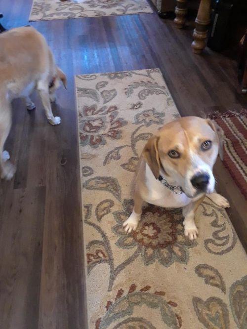 Enlarge Baxter, a Adopted mixed breed in Gillsville, GA image 6/6