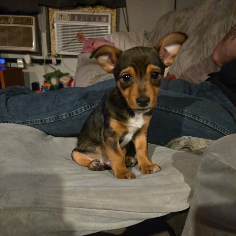 Twix, adopted, Puppy Male Chihuahua.