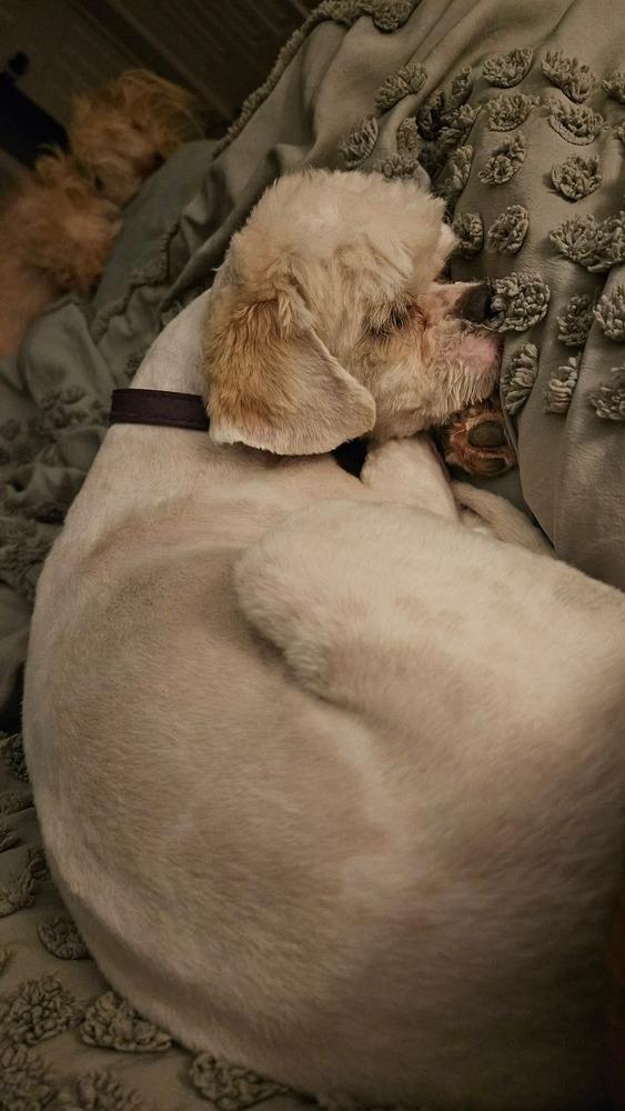Enlarge Pebbly, a Adopted mixed breed in Cortez, CO image 5/6