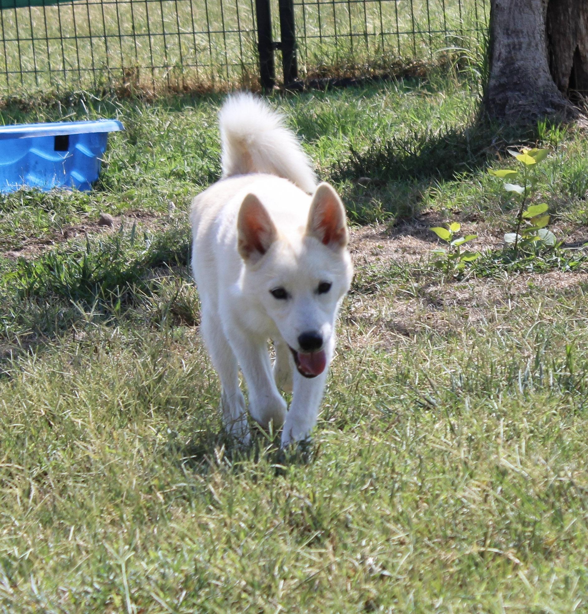 Enlarge Dustie Rose, a Adoptable Pomsky in Neosho, MO image 2/4