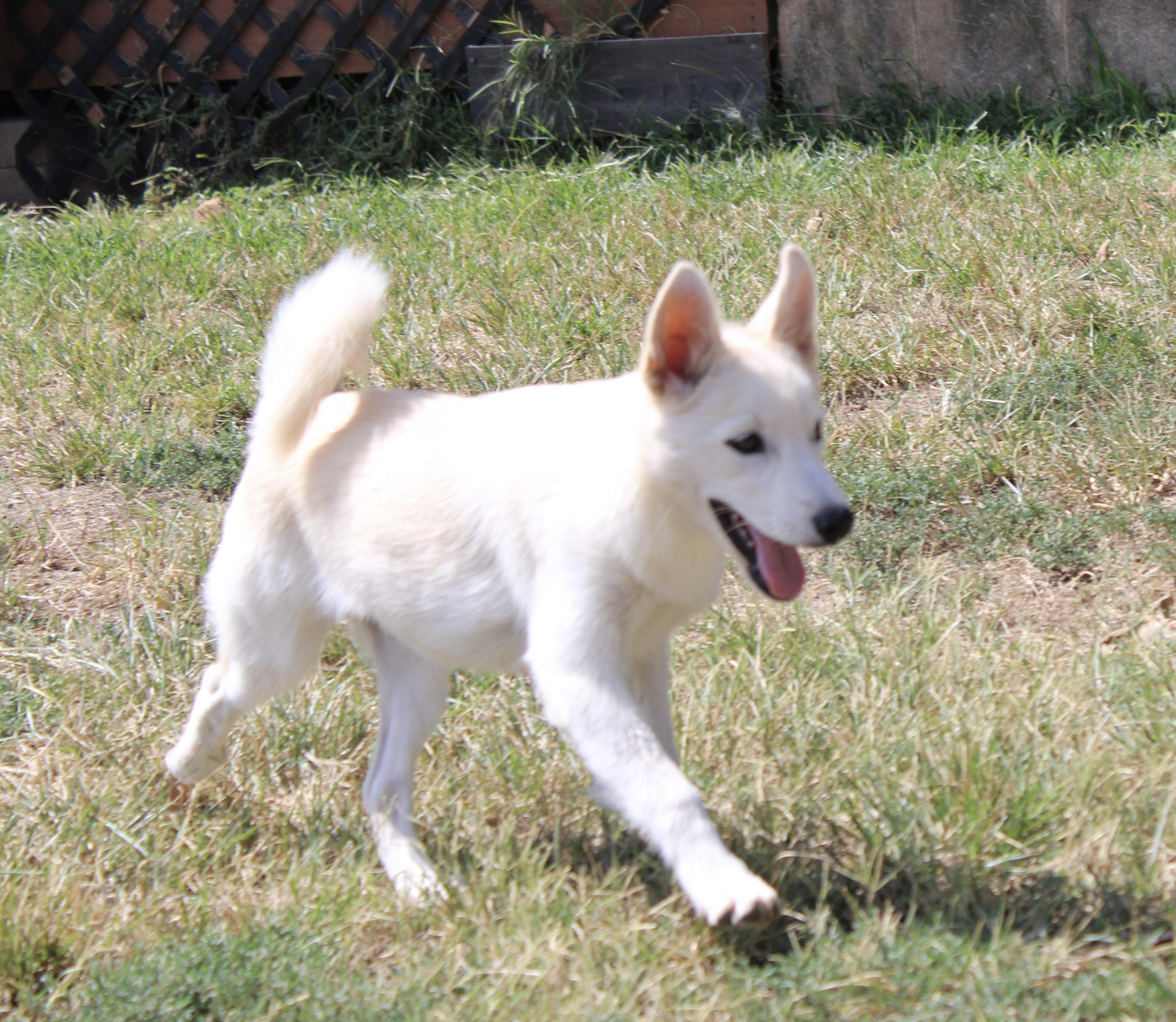 Enlarge Dustie Rose, a Adoptable Pomsky in Neosho, MO image 1/4