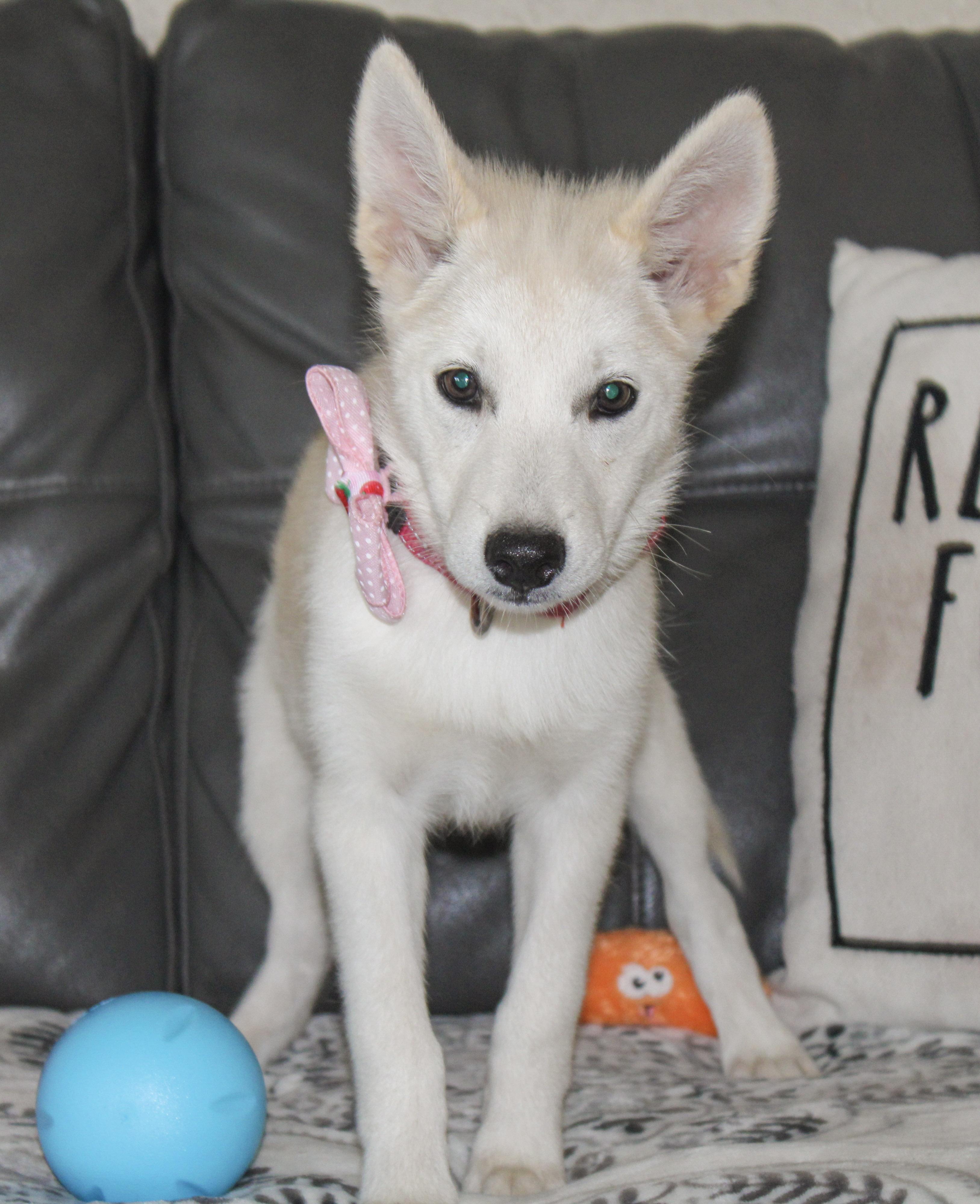 Enlarge Dustie Rose, a Adoptable Pomsky in Neosho, MO image 4/4