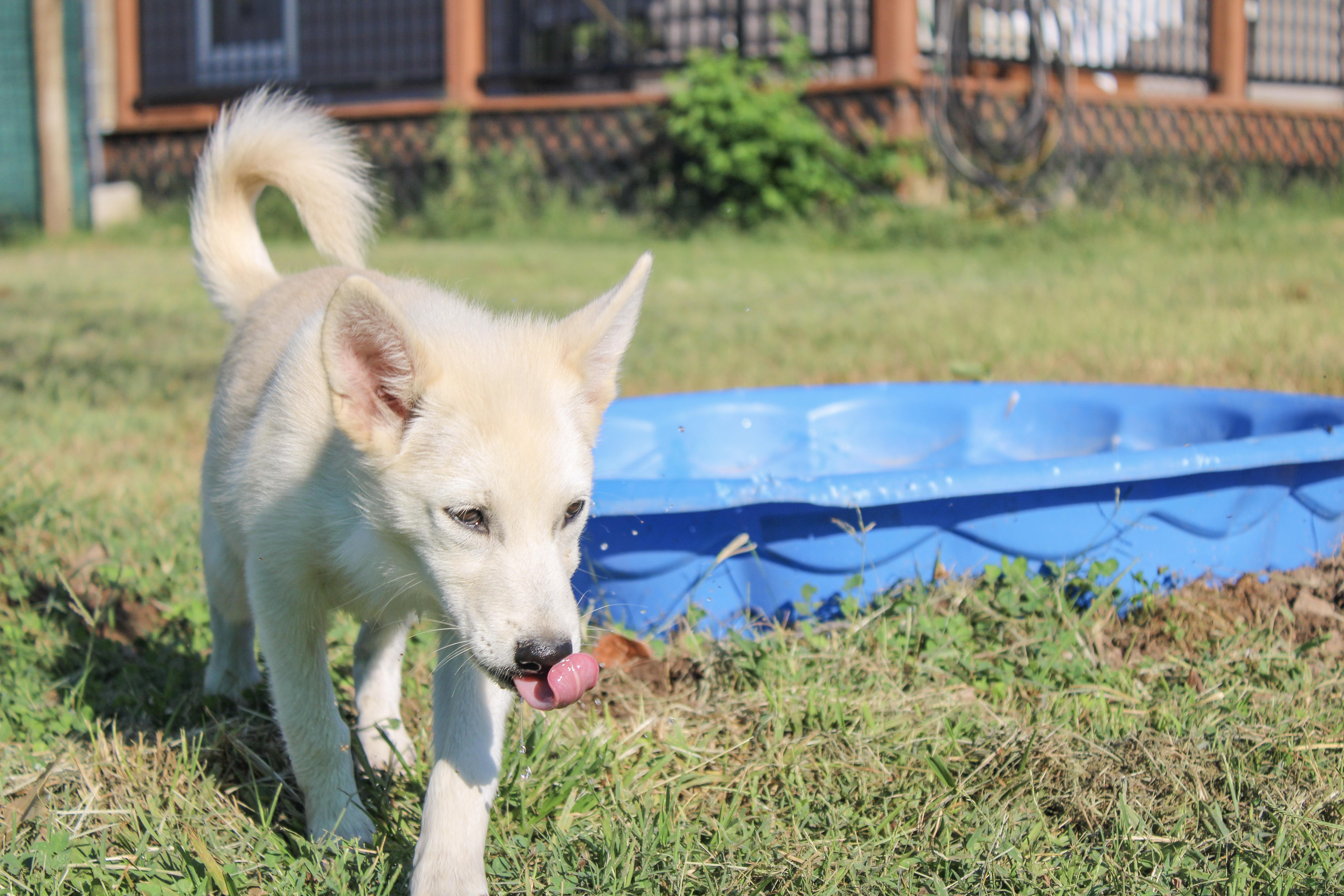 Enlarge Dustie Rose, a Adoptable Pomsky in Neosho, MO image 3/4