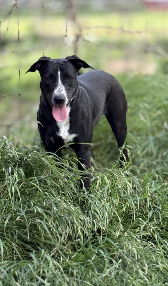 Enlarge Miss Gladden, a Adoptable mixed breed in Brookshire, TX image 2/6