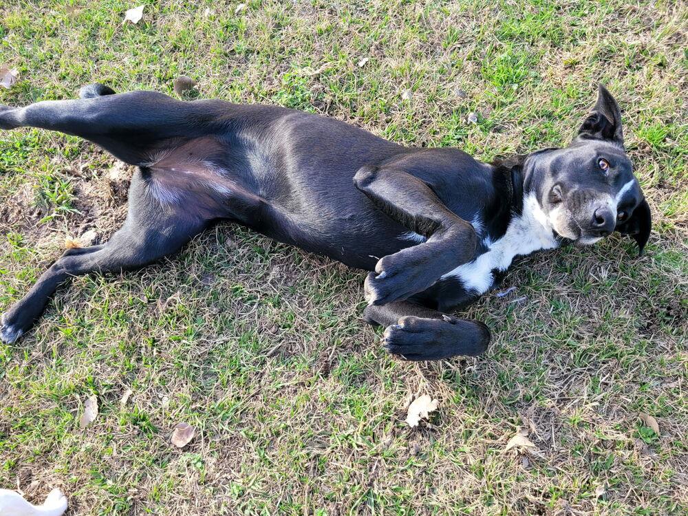 Enlarge Miss Gladden, a Adoptable mixed breed in Brookshire, TX image 3/6