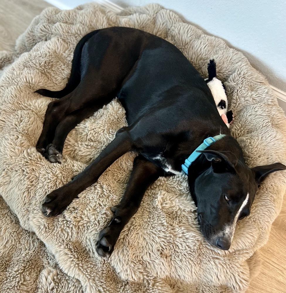 Miss Gladden, a Adoptable Catahoula Leopard Dog in Brookshire, TX image 2/3