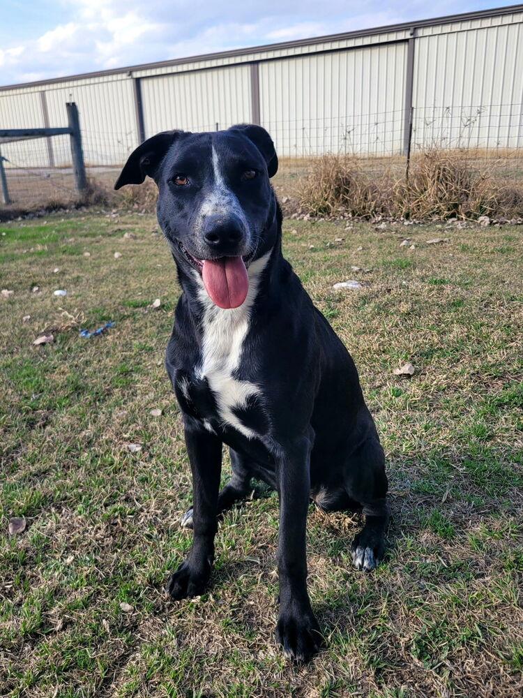 Enlarge Miss Gladden, a Adoptable mixed breed in Brookshire, TX image 5/6