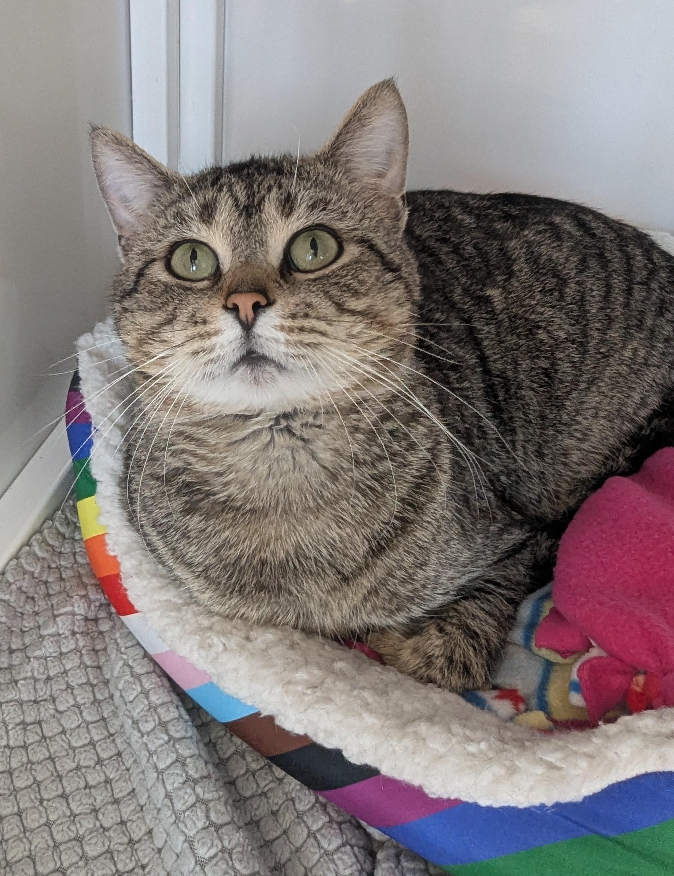 Enlarge Big Bagel, a Adoptable Domestic Short Hair in Oconto, WI image 1/1