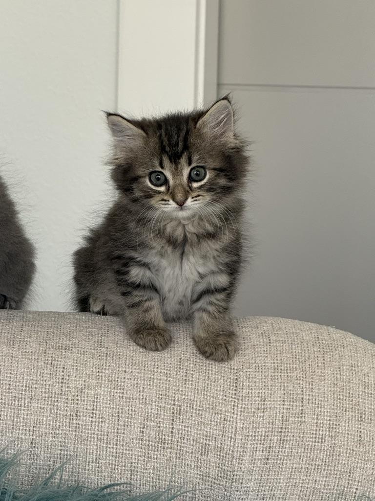 Enlarge Tator Tot, an adopted Domestic Long Hair in Fort Worth, TX image 3/4
