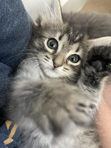 Enlarge Tator Tot, an adopted Domestic Long Hair in Fort Worth, TX image 2/4