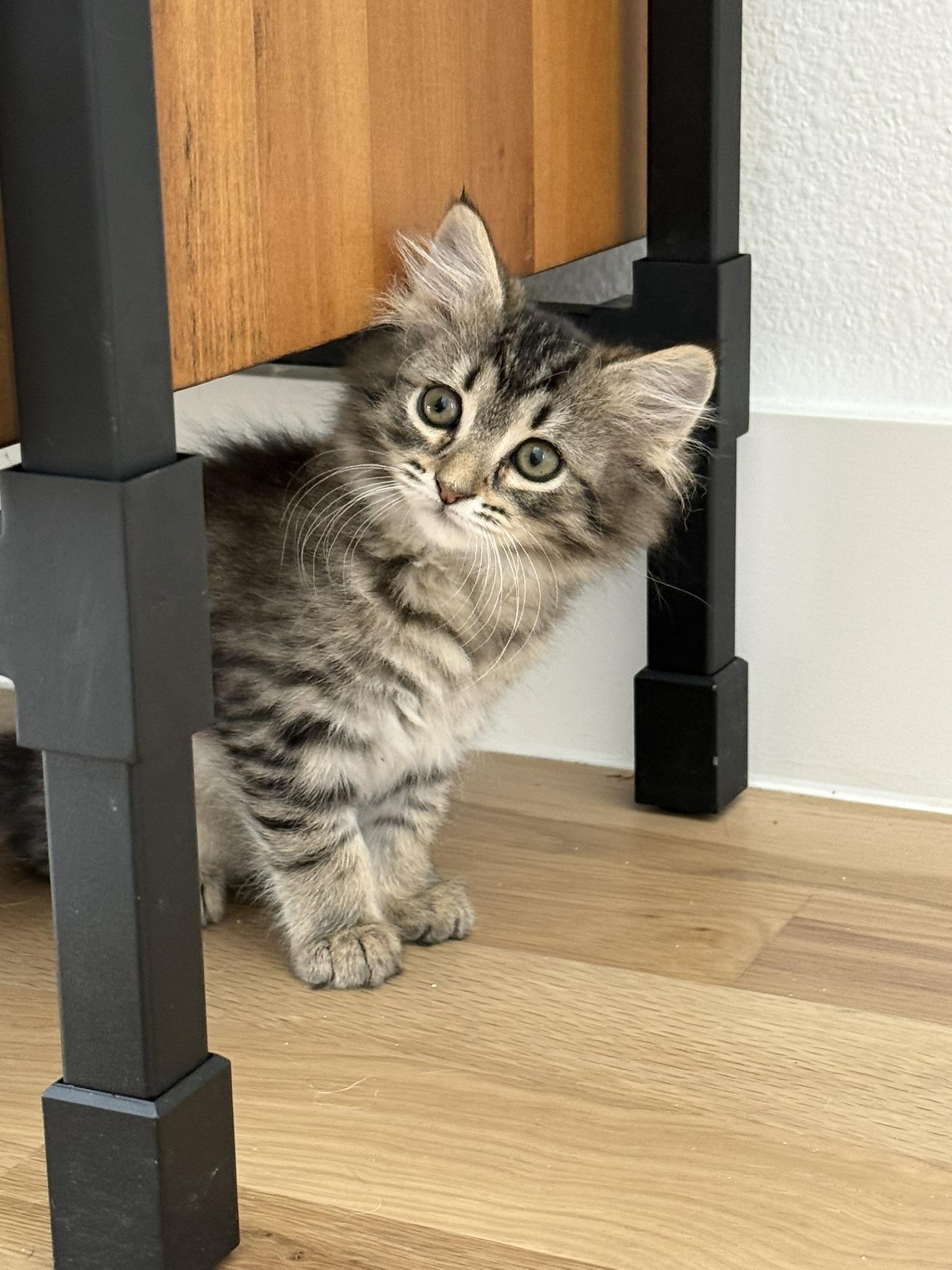 Enlarge Tator Tot, an adopted Domestic Long Hair in Fort Worth, TX image 1/4
