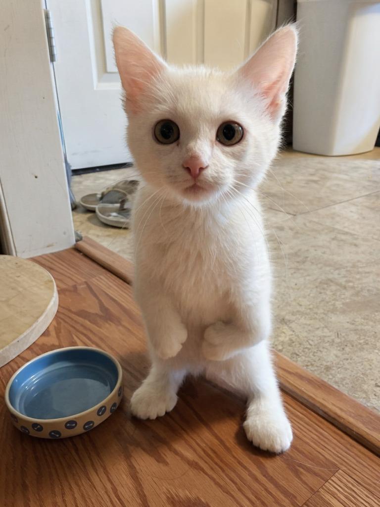 Maeby, Adopted, Kitten Female Domestic Short Hair.