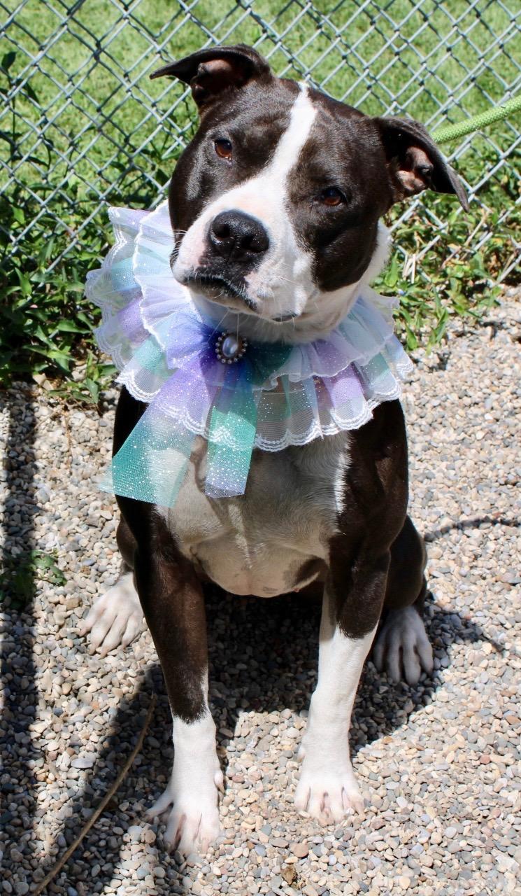 Enlarge Baby Girl, a Adoptable Pit Bull Terrier in Brazil, IN image 4/4