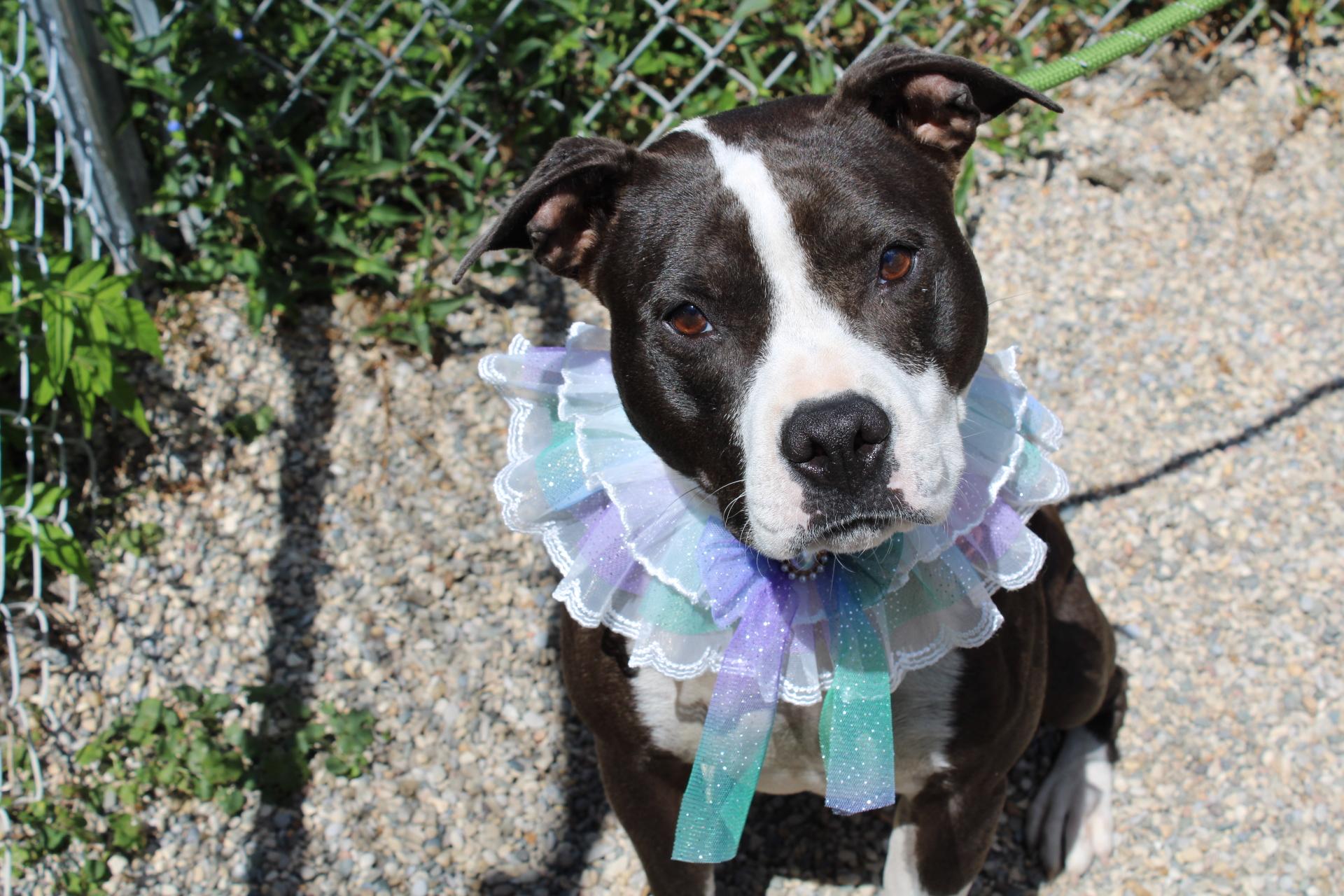 Baby Girl, Adoptable, Young Female Pit Bull Terrier.