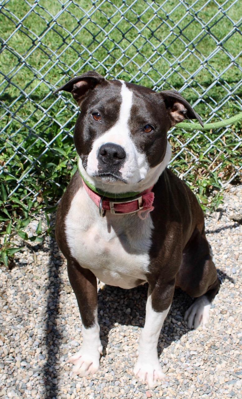 Enlarge Baby Girl, a Adoptable Pit Bull Terrier in Brazil, IN image 3/4