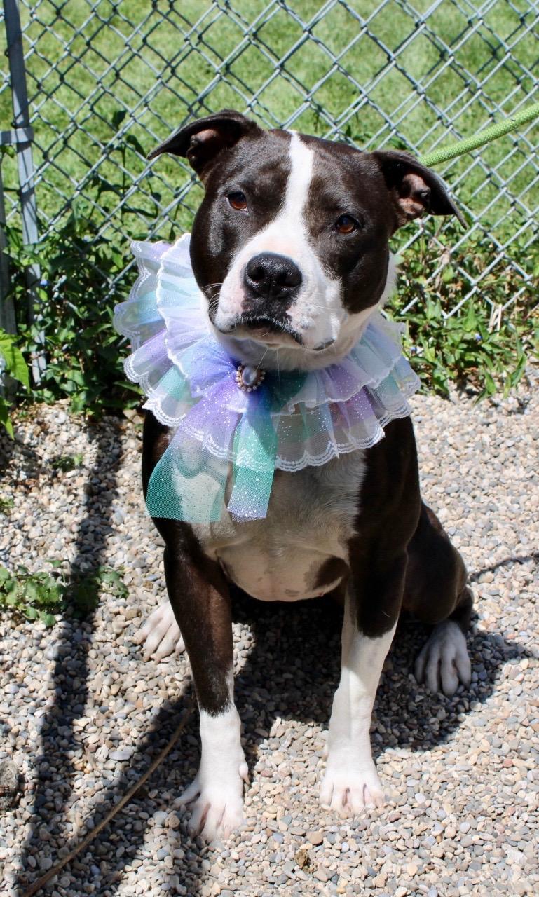 Enlarge Baby Girl, a Adoptable Pit Bull Terrier in Brazil, IN image 2/4