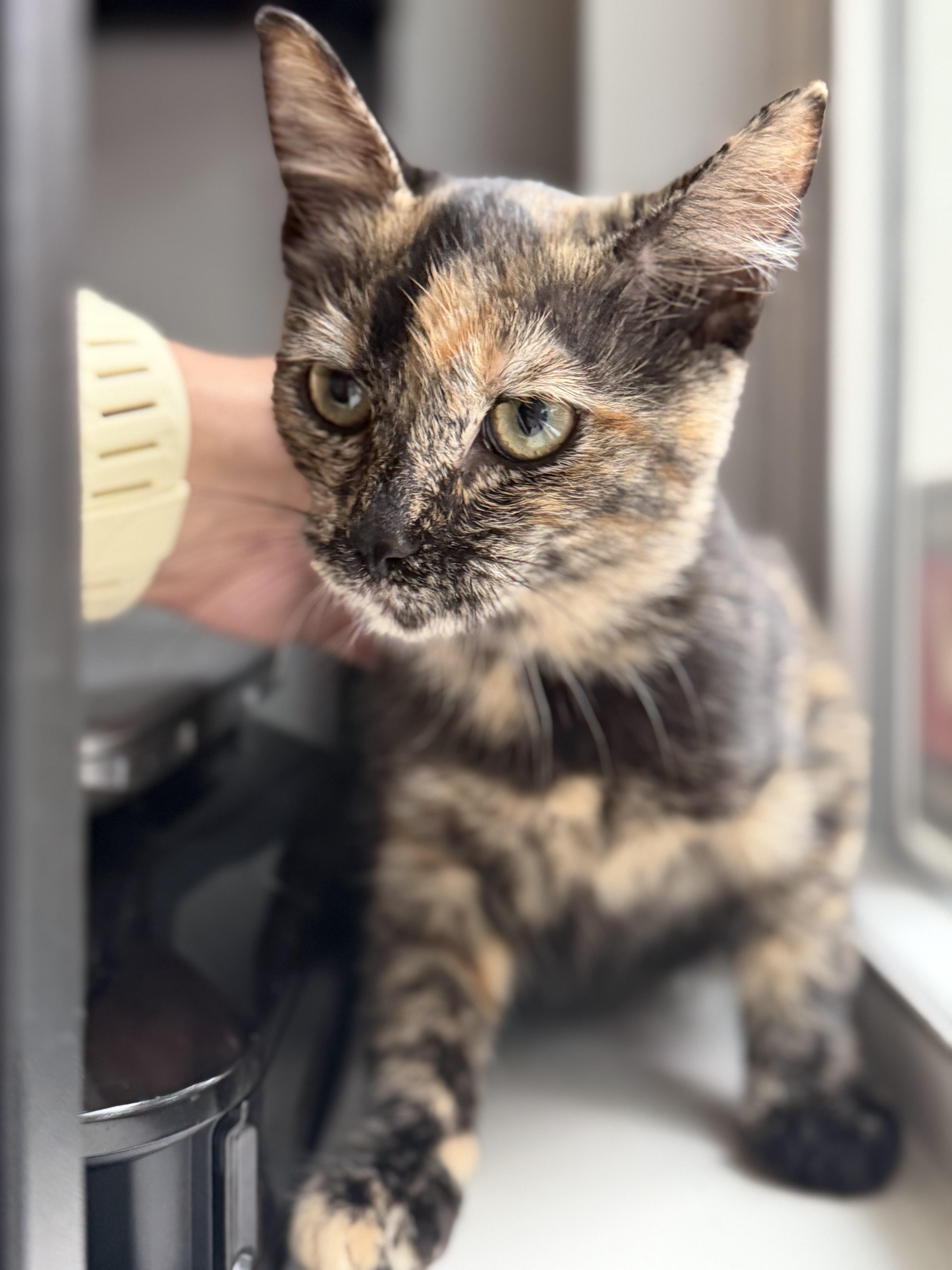 Enlarge Cookie, a ADOPTABLE American Shorthair in Washington, DC image 1/4