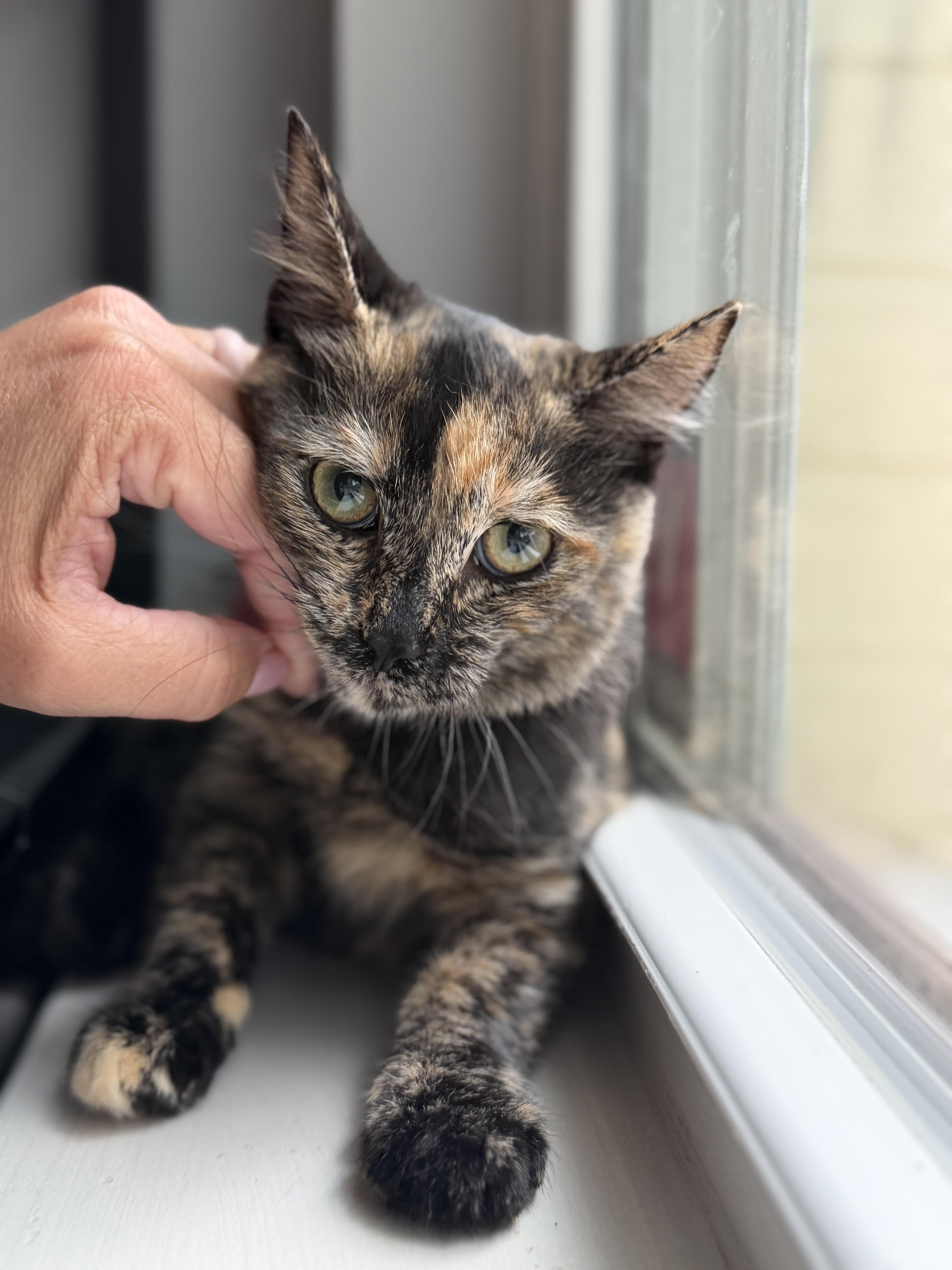 Enlarge Cookie, a ADOPTABLE American Shorthair in Washington, DC image 4/4