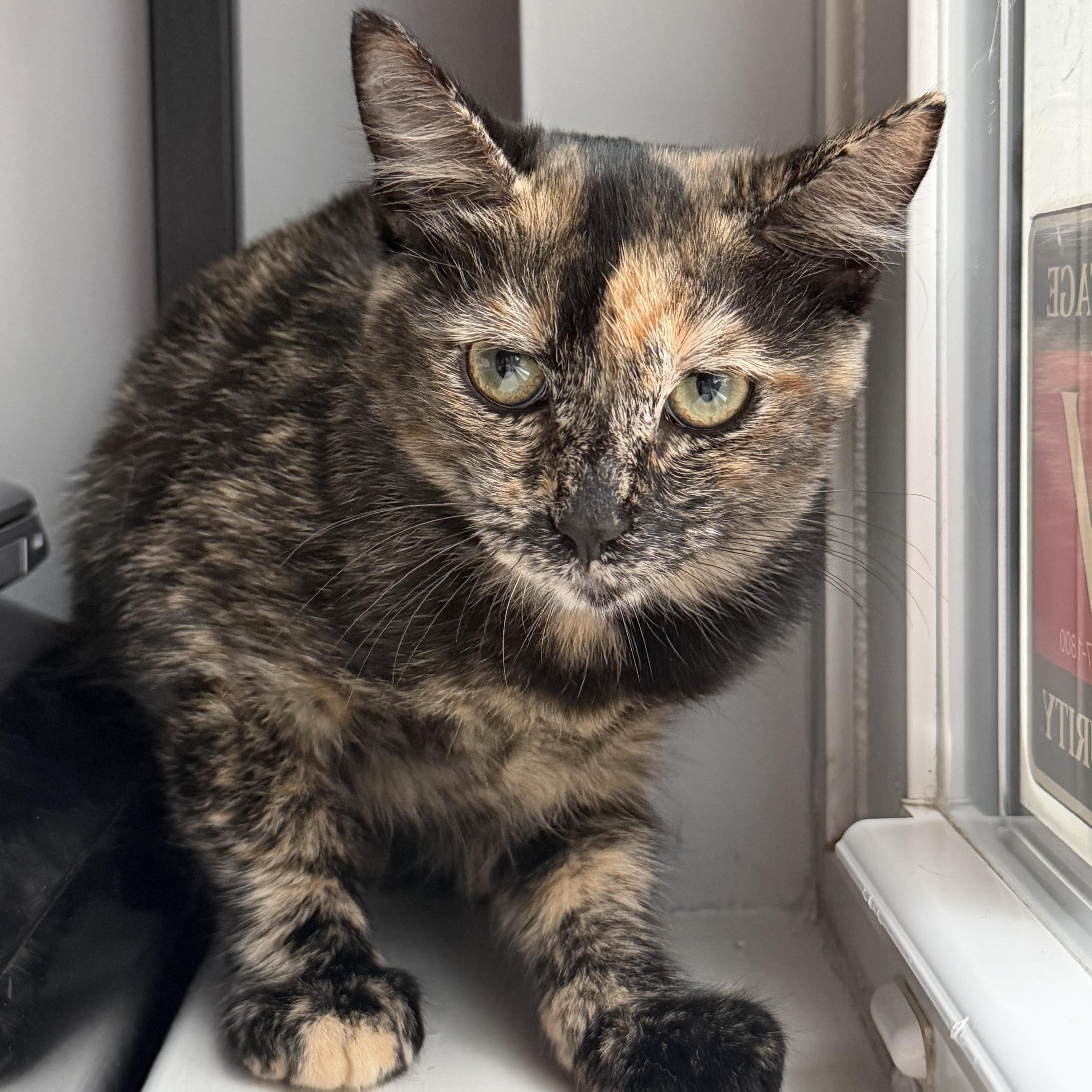 Enlarge Cookie, a ADOPTABLE American Shorthair in Washington, DC image 3/4