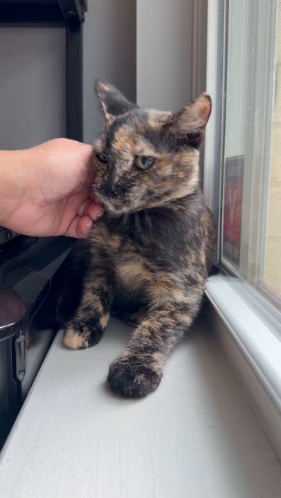 Enlarge Cookie, a ADOPTABLE American Shorthair in Washington, DC video 2/4