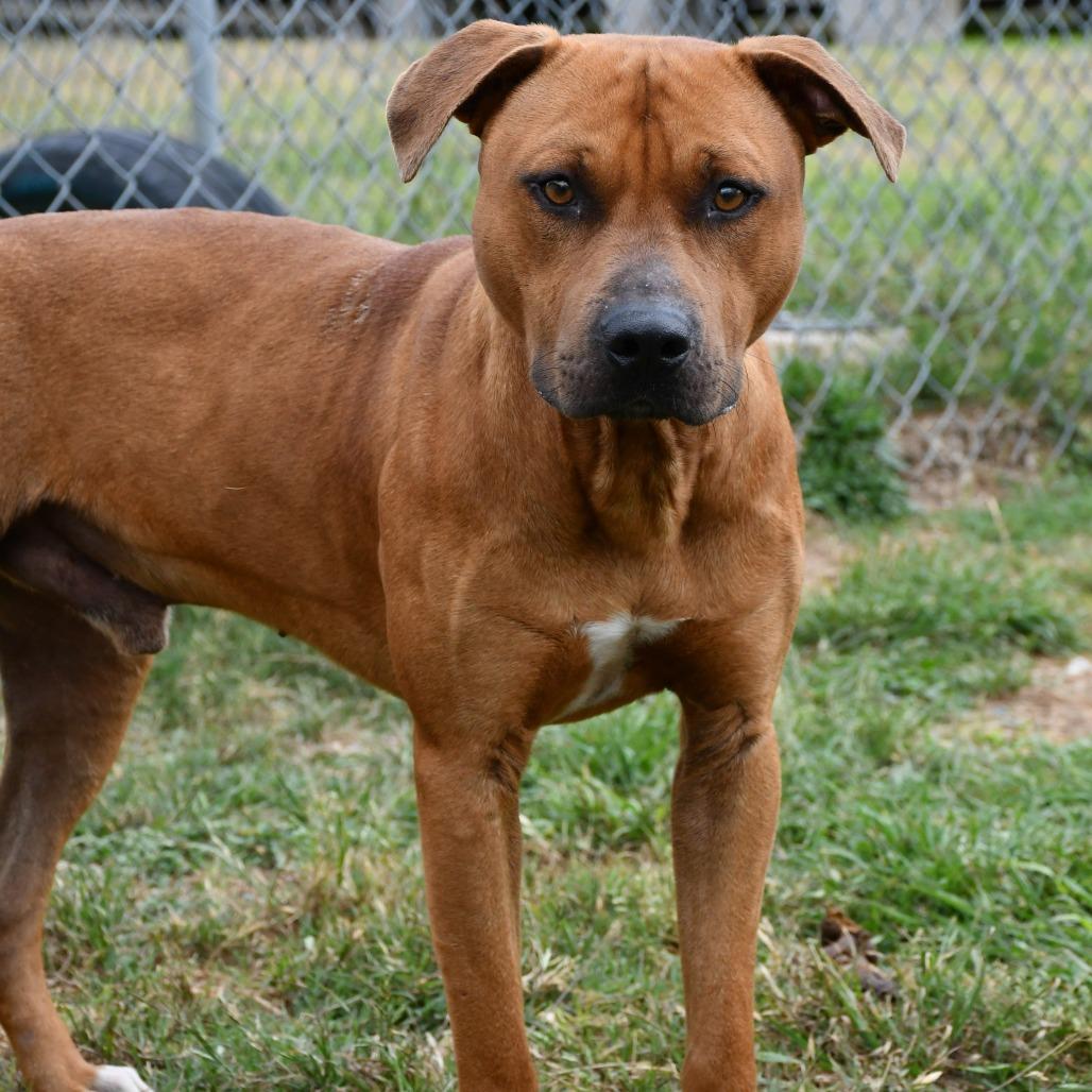 Jett, Adoptable, Adult Male Pit Bull Terrier.