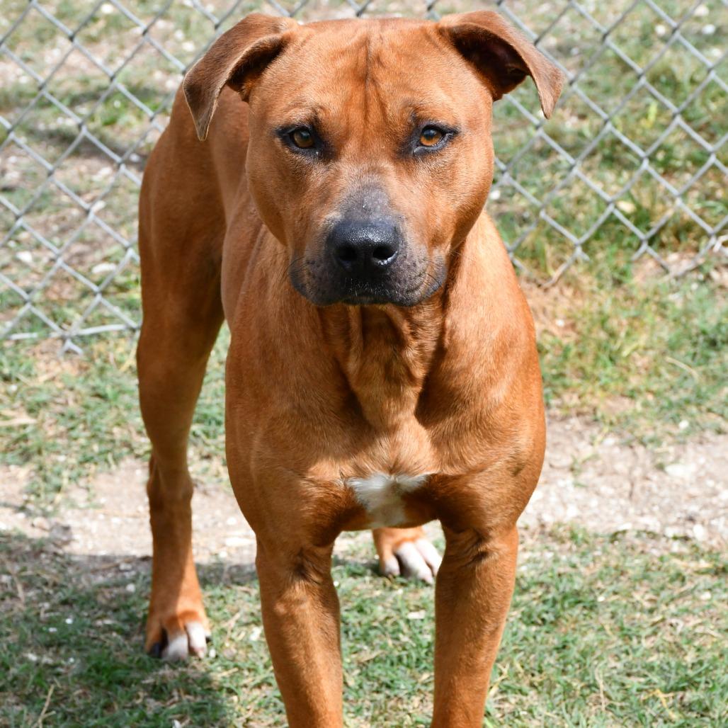 Enlarge Jett, a Adoptable Pit Bull Terrier in Beaumont, TX image 2/6