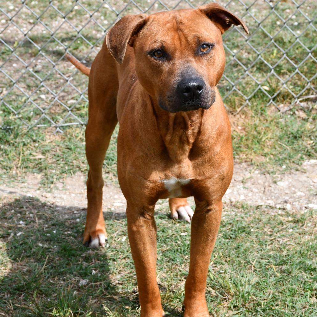 Enlarge Jett, a Adoptable Pit Bull Terrier in Beaumont, TX image 3/6