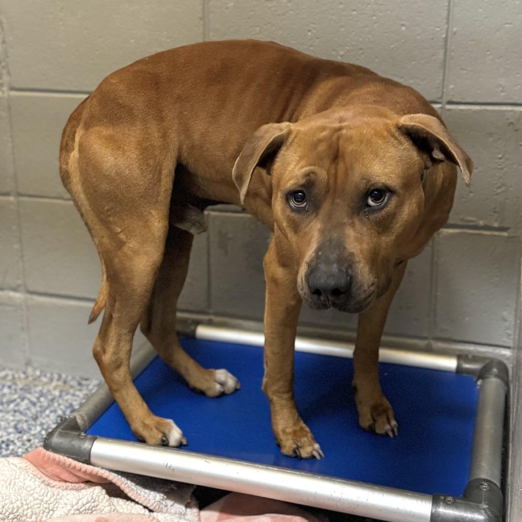 Enlarge Jett, a Adoptable Pit Bull Terrier in Beaumont, TX image 4/6