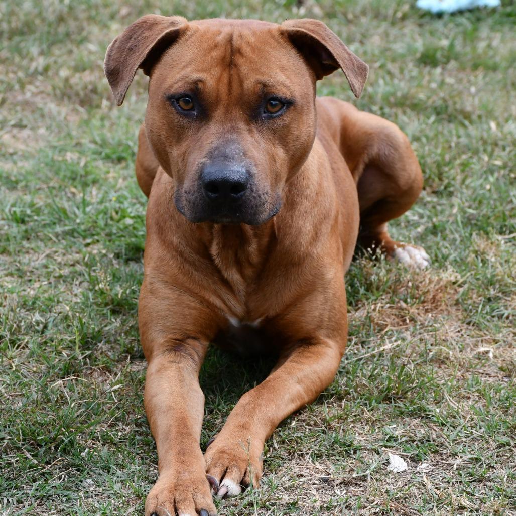 Enlarge Jett, a Adoptable Pit Bull Terrier in Beaumont, TX image 5/6