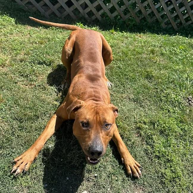 Enlarge Jett, a Adoptable Pit Bull Terrier in Beaumont, TX image 6/6