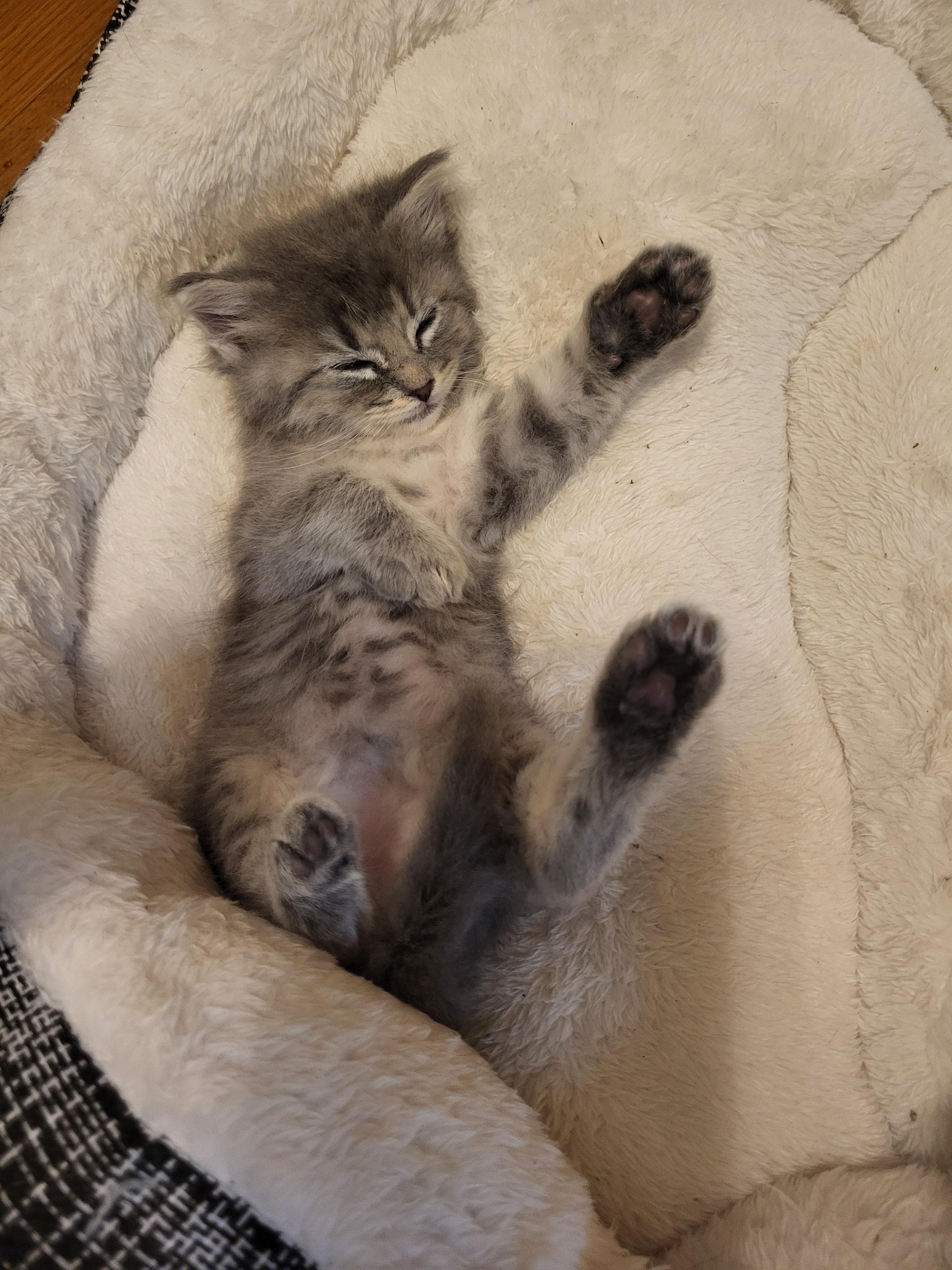 Enlarge Mimi, a Adopted Domestic Medium Hair in Hillsdale, MI image 6/6